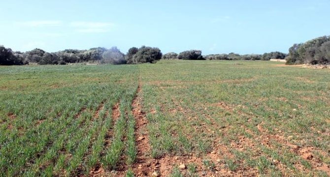 Imagen de agricultura. (Archivo)