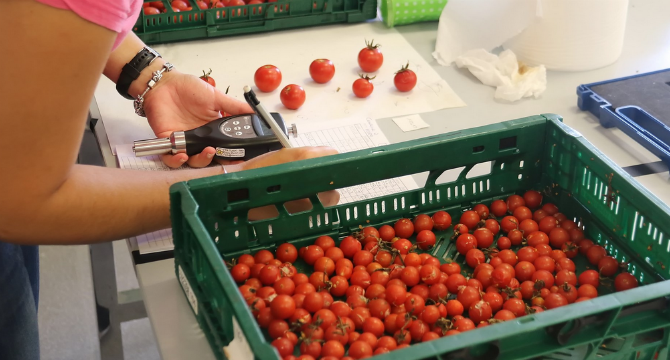 Tomate de ramallet. (Archivo)