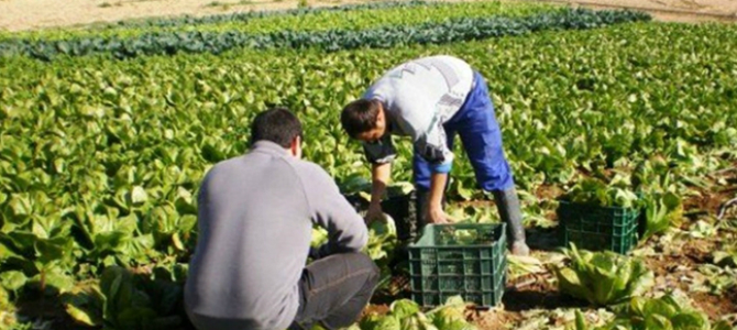 Unio De Pagesos Busca 150 Peones Agricolas Para Mallorca Economiademallorca El Periodico Economico De Illes Balears